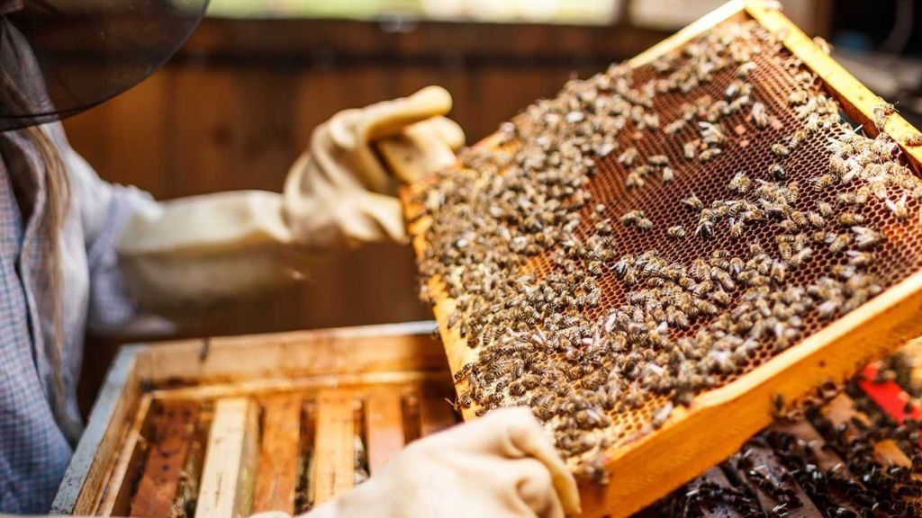 Bee-centric Beekeeping