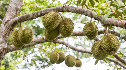Durian shape