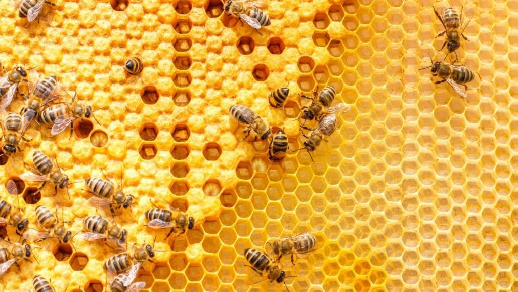 How is Honey made