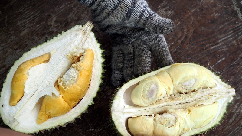 Young and Old durian